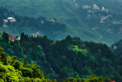 High angle view of trees in forest