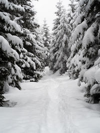 Snow covered land and trees against sky