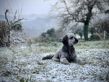 Dog sitting on field in snow