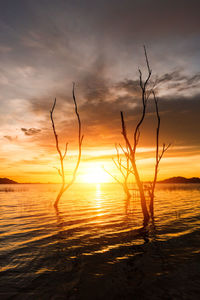 Silhouette bare trees in lake against cloudy sky during sunset