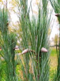 Close-up of pine tree in field