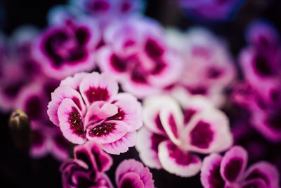 Close-up of pink flower