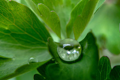 Close-up of raindrops on leaves