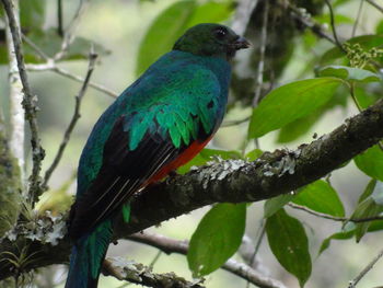 Close-up of bird perching on branch