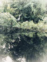 View of bird perching on a tree