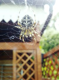 Close-up of spider web