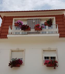 Low angle view of potted plants outside house