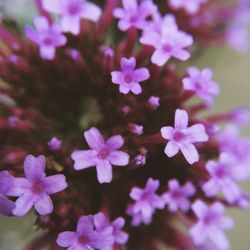 Close-up of pink flowers