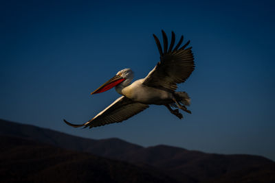 Close-up of pelican flying against clear sky