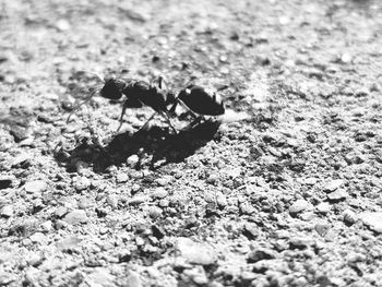 Close-up of insect on leaf