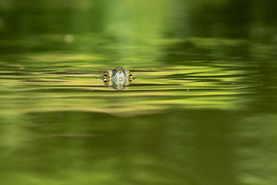 View of frog in lake