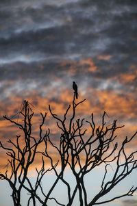 Low angle view of silhouette bare tree against sky at sunset