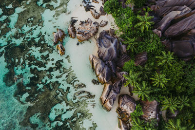 High angle view of turtle in lake