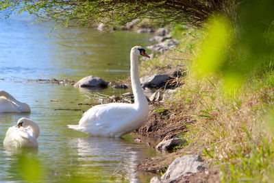 Swans in a lake