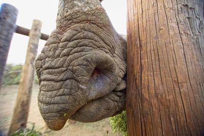 Close-up of elephant