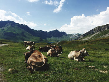 Sheep in a field