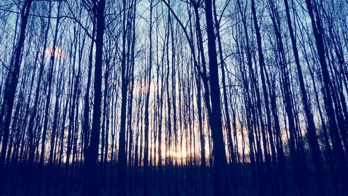 Bare trees against sky at sunset