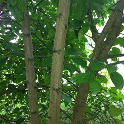 Low angle view of trees in forest