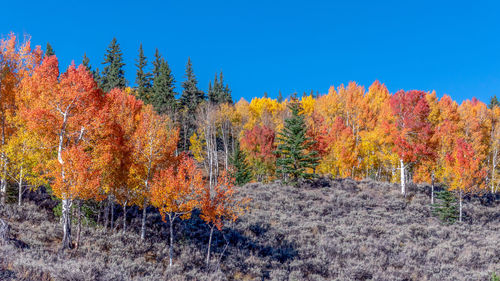 Trees and plants in forest during autumn