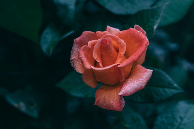 Close-up of rose against blurred background