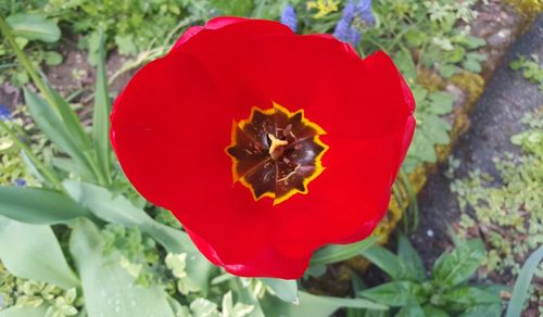 Close-up of red flowers