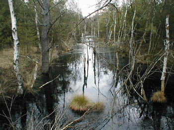 Reflection of trees in lake against sky