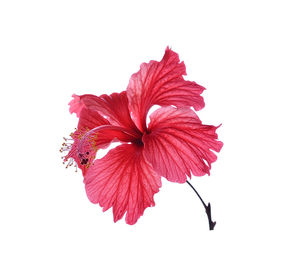 Close-up of red rose against white background