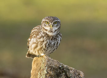 Close-up portrait of owl perching on wooden post