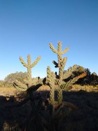 Low angle view of cactus against clear blue sky