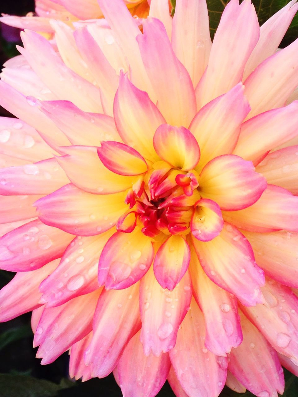 flower, petal, freshness, flower head, fragility, beauty in nature, pink color, close-up, growth, single flower, nature, blooming, pink, pollen, stamen, in bloom, plant, blossom, natural pattern, no people