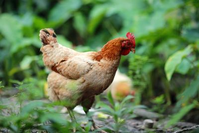 View of rooster on field