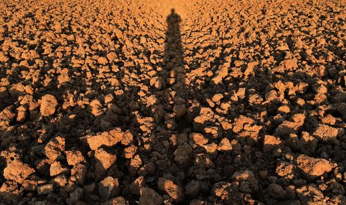 Shadow of people on field