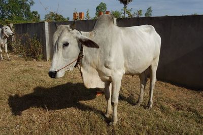 Cow standing in ranch