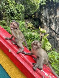 Monkeys playing and looking at camera