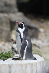 Close-up of a humboldt penguin 