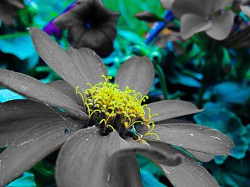 Close-up of wet flower on plant