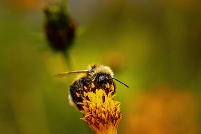 Close-up of bee on flower