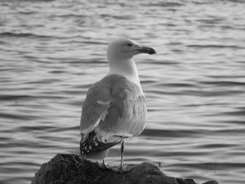 Seagull perching on rock by sea