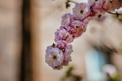 Close-up of pink cherry blossom