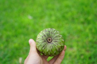 Close-up of hand holding leaf