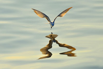 Bird flying against sky