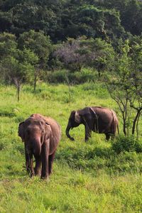 Elephants on field