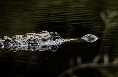 High angle view of crocodile on water surface