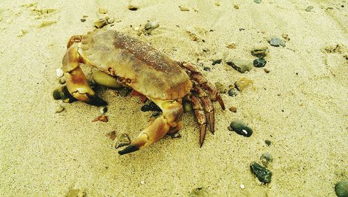 High angle view of crab on sand