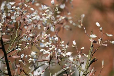 Close-up of cherry blossoms in spring