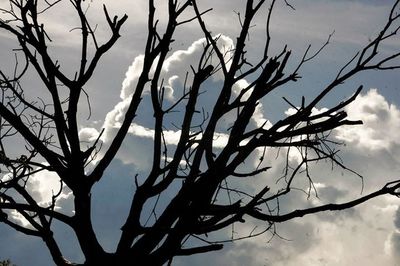 Low angle view of bare trees against sky