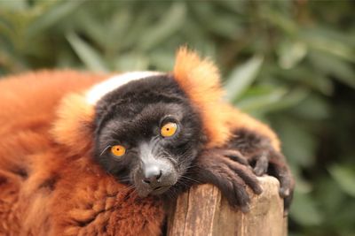 Close-up portrait of a squirrel