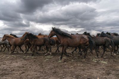 Horses on field against sky