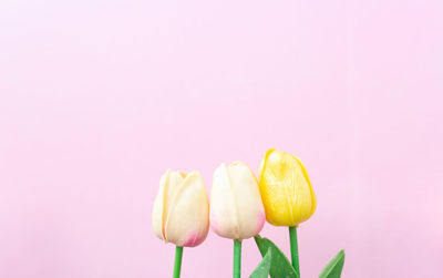 Close-up of yellow tulips against white background