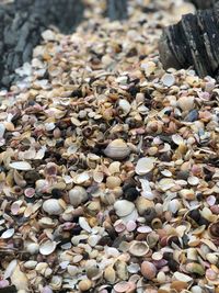 High angle view of shells on pebbles